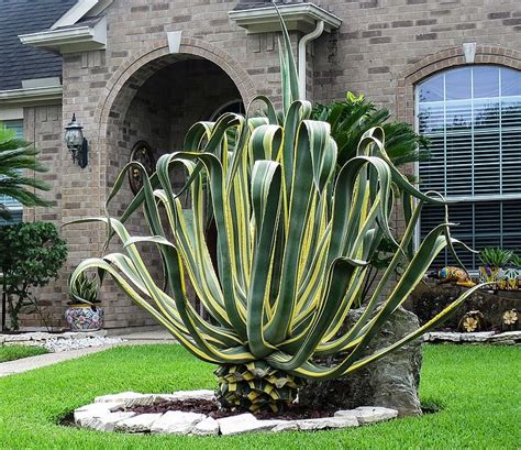 Agave Americana Variegata, Century Plant – Eureka Farms