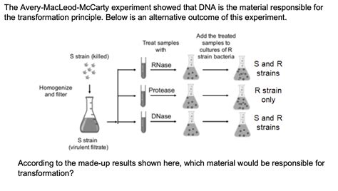 Solved The Avery-MacLeod-McCarty experiment showed that DNA | Chegg.com