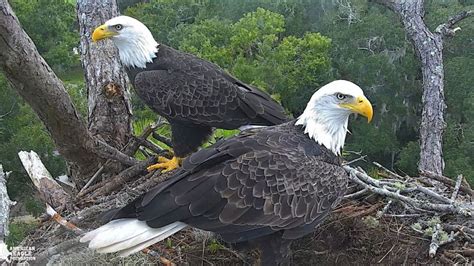 Northeast Florida Eagle Cam | See Bald Eagles in their own environment ...