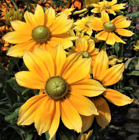 Rudbeckia Hirta ‘Prairie Sun’ | Established Rudbeckia| Proctors Nursery