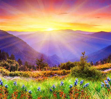 Mountain Sunset, field, flowers, grass, mountains, nature, sunshine, HD wallpaper | Peakpx