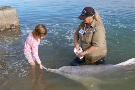 Tin Can Bay has a special friendship with a pod of wild dolphins spanning generations - ABC News