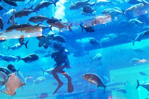 Dubai Aquarium - Propsearch.ae