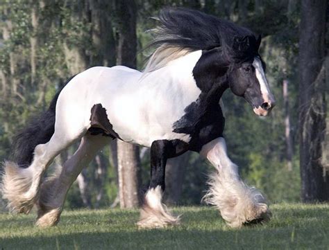 Gypsy Vanner Horse History & Profile- Gypsy Vanner Horse Society | Equitrekking