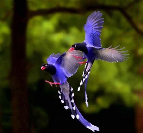 Most beautiful birds: Taiwan Blue Magpie - Strange Sounds