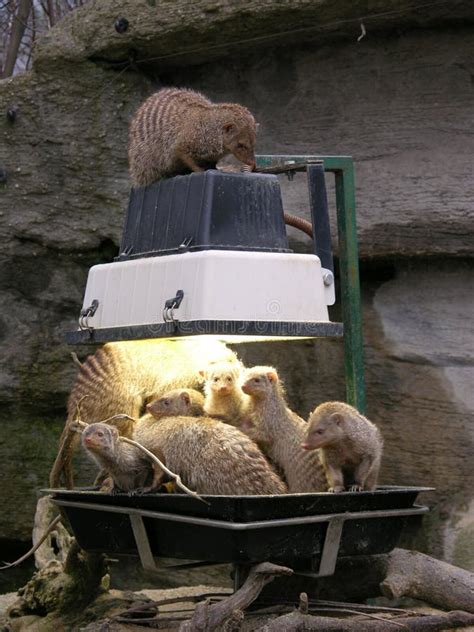 Animals Feeding In Zoo Royalty Free Stock Image - Image: 535966