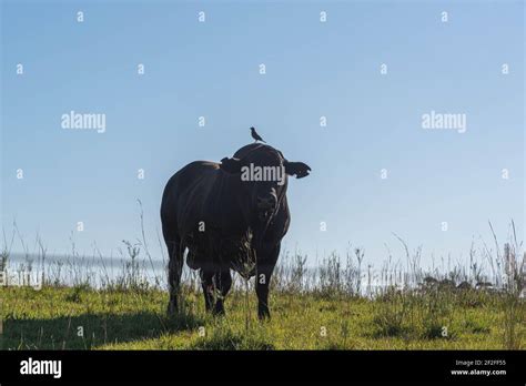 Aberdeen Angus bull. Farm animal. livestock exploration area. Breeding bull of animal genetics ...