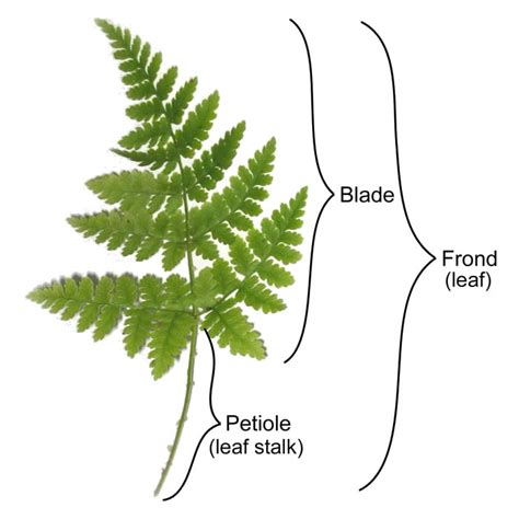 Fern Structure