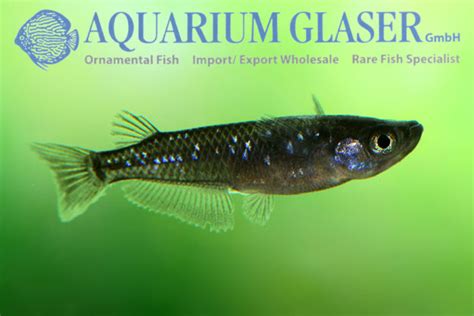 Oryzias latipes "Medaka Black" - Aquarium Glaser GmbH