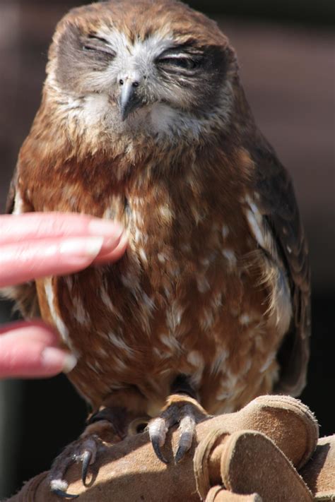 Friends of Screech Owl Sanctuary in Cornwall