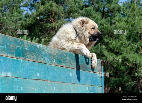 Caucasian Shepherd High Resolution Stock Photography and Images - Alamy