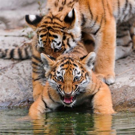 Adorable Siberian Tiger Cubs