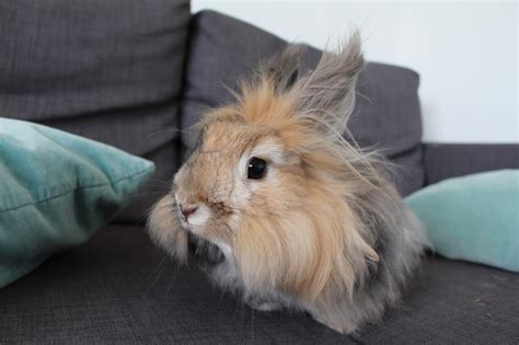 Baby French Angora Rabbit