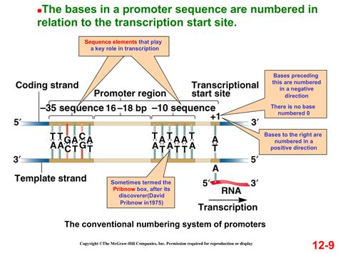 genetics - Why are prokaryotic promoter sequences written 5' to 3 ...