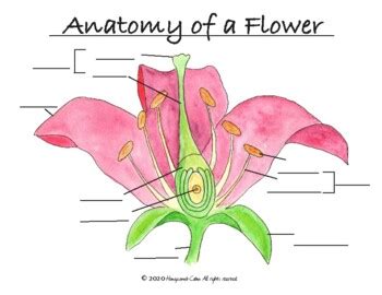 Blank Flower Diagram