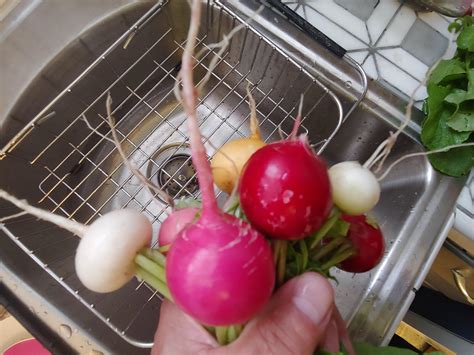 First harvest of radish this year. : r/gardening