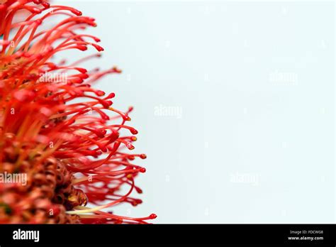 red protea Stock Photo - Alamy