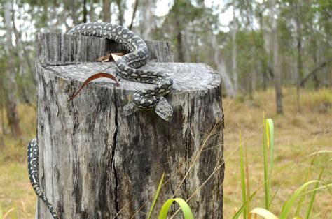 Coastal Carpet Pythons at AAR