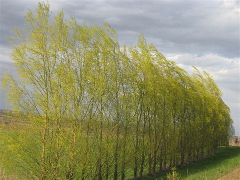 The wind and the willows - Nourish Scotland