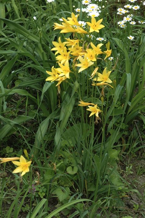 Hemerocallis species 2017