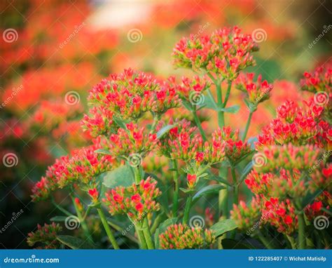 The Red Flaming Katy Flowers Blooming Stock Image - Image of garden ...