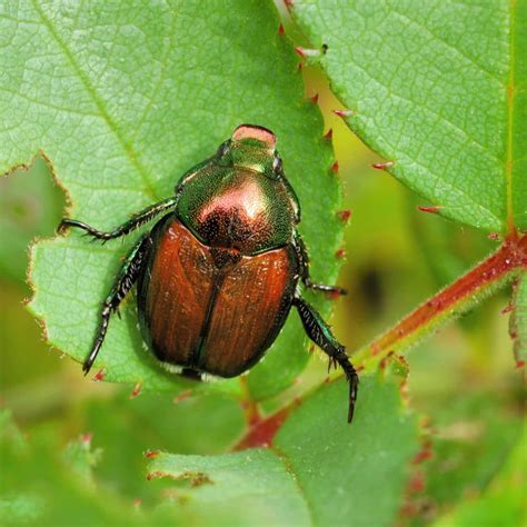 Facts about Japanese Beetles | Elite Tree Care