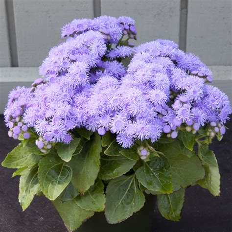 Ageratum Seeds | How to Grow Floss Flower | Annual Flower Seeds