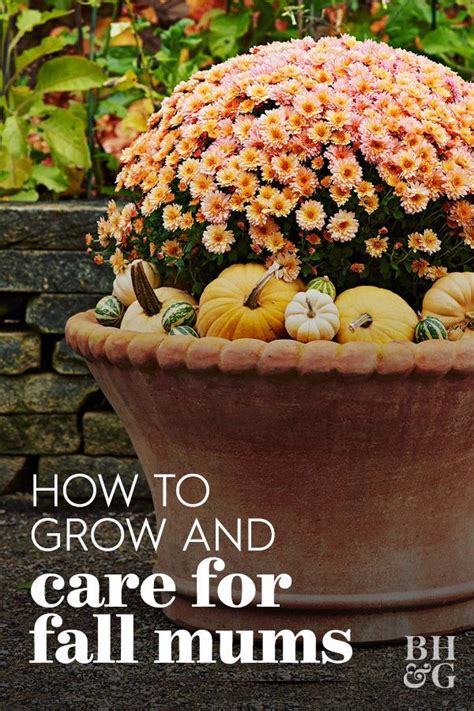 Your Complete Guide to Growing and Caring for Gorgeous Fall Mums | Fall mums, Mums flowers ...