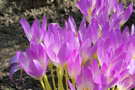 Autumn Crocus - Garden In Delight