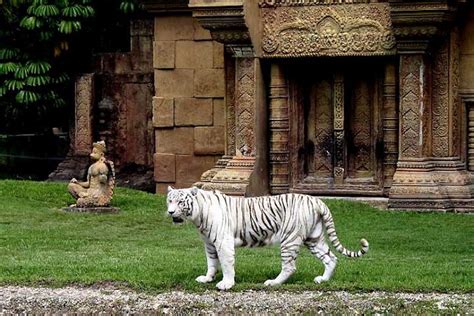 Metro Zoo - Miami | Animals wild, All about tigers, Zoo