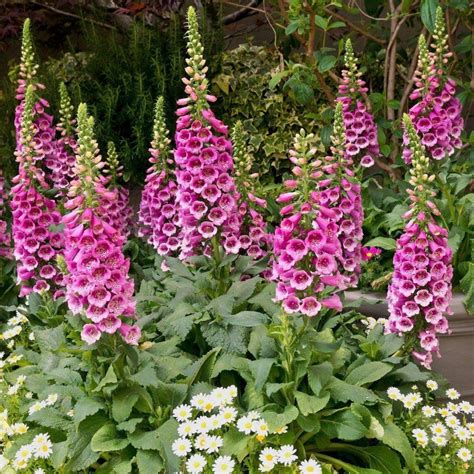 Digitalis purpurea foxglove code 835 | Etsy in 2021 | Summer flowers garden, Autumn flowering ...