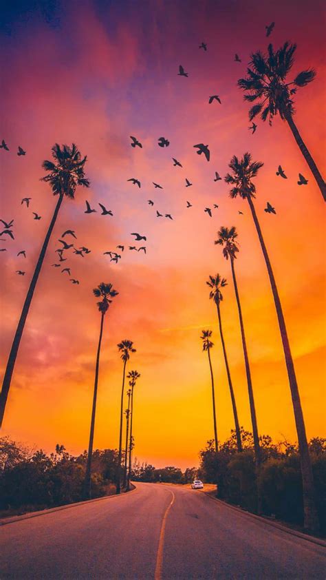 Download Birds On Sunset And Palm Tree iPhone Wallpaper | Wallpapers.com