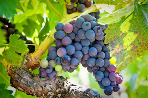 Zinfandel Grape Stock Photos, Pictures & Royalty-Free Images - iStock