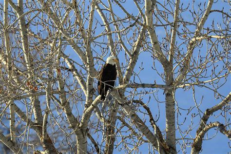 Bald eagle perched in a tree Photograph by Jeff Swan - Fine Art America