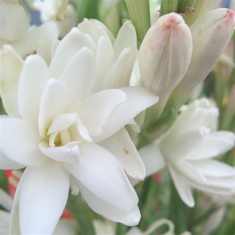 Tuberose Bulbs for Sale – Easy To Grow Bulbs