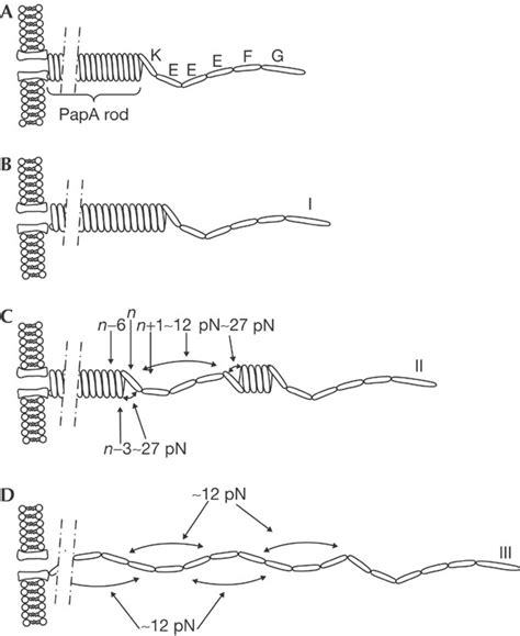 Schematic illustration of a P pilus in its unstretched native form (A ...