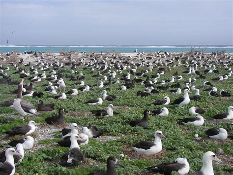 Albatross nesting | Laysan albatross and black-footed albatr… | Flickr