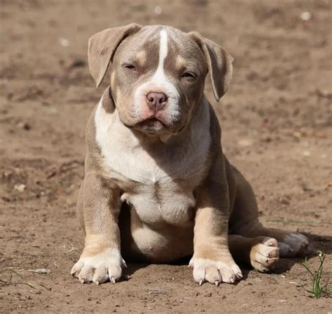 American Bully - Temperament, Types, Best Companion Dog Breeds