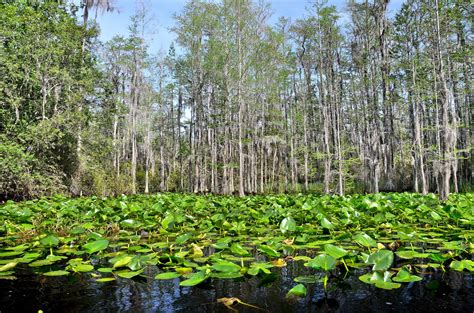 Save the Okefenokee Swamp | Dogwood Alliance