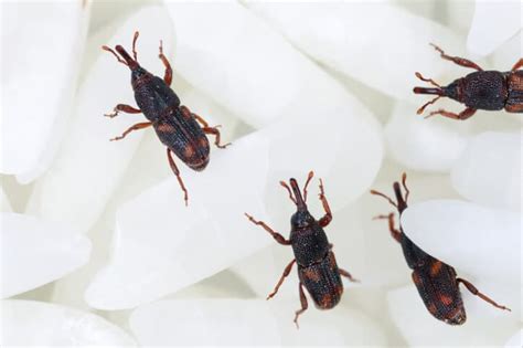 Weevils Wobble and They Do Fall Down: Addressing a Weevil Infestation