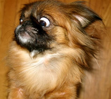 Pictures of Dogs Making Funny Faces | POPSUGAR Pets Photo 26