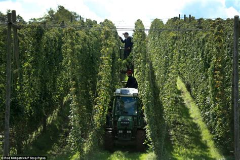 Bumper crop of hops stripped from the bine by workers in time-honoured fashion but just THREE ...