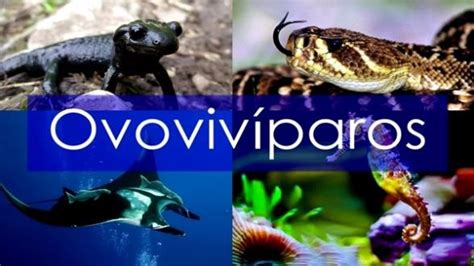 Animales Ovovivíparos