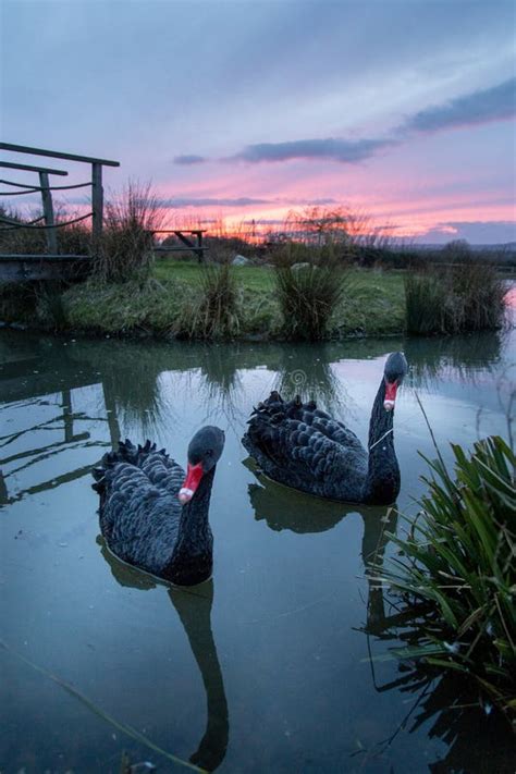 Two black swan in lake stock photo. Image of valley - 155842372