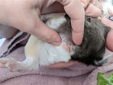 How To Tell Your Guinea Pig's Gender (With Photos) - Precisely Pets