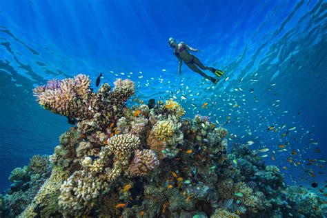 The 10 Best Dive Sites in Egypt