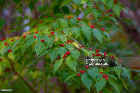 Honeysuckle Berries High-Res Stock Photo - Getty Images