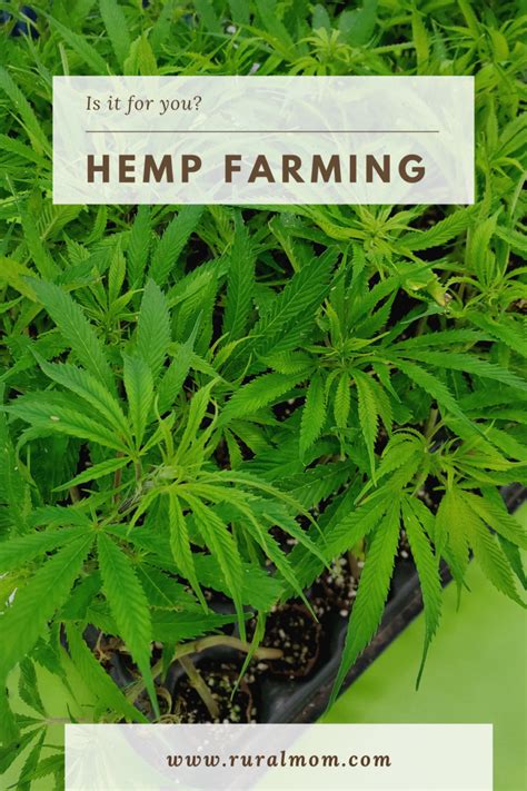 Is Hemp Farming For You? | National Hemp Expo 2020 Rural Mom