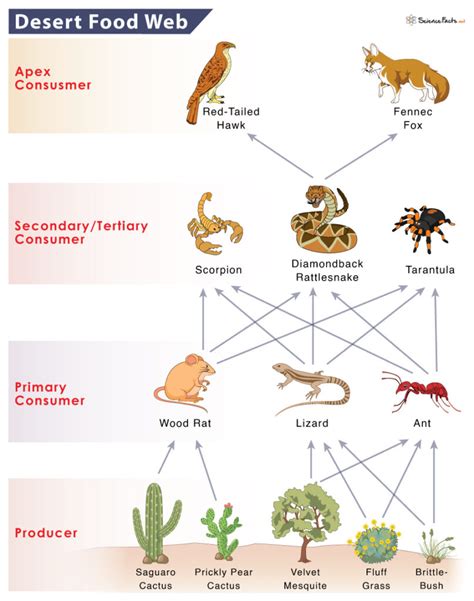 Desert Food Chain: Example and Diagram