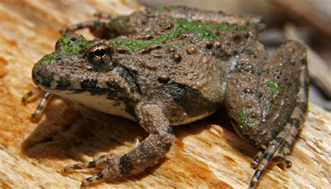 3 Types of Tree Frogs Found in Minnesota! (ID Guide) - Bird Watching HQ